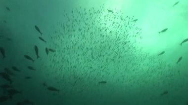 Mozambik Güney Afrika sualtı Video dalış mercan hayat