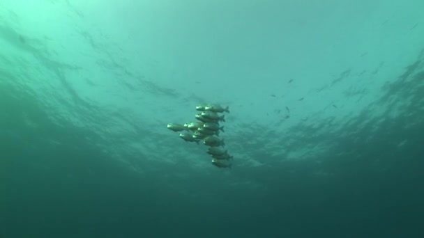 Korálových života potápění Mosambik Jižní Afrika podvodní Video — Stock video