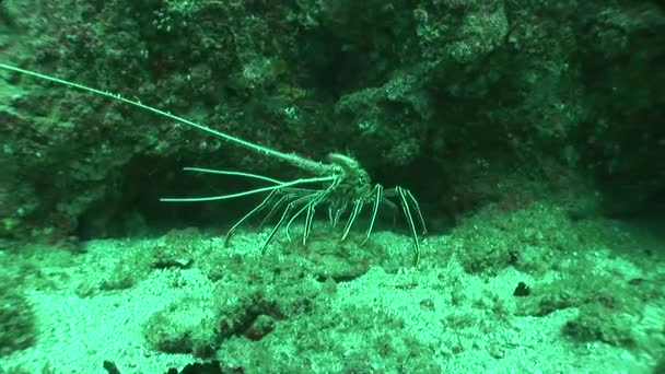 Omar lobster coral life diving Mozambique South Africa Underwater Video — Stock Video