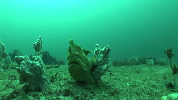 Frog fish coral life diving Mozambico Sudafrica Sott'acqua Video menu menu — Video Stock