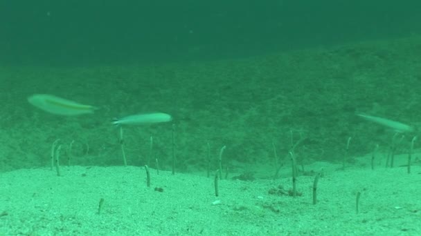 Anguila coral vida buceo Mozambique Sudáfrica vídeo submarino — Vídeos de Stock