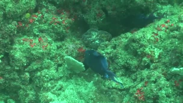 Vida coralina buceo Mozambique Sudáfrica Submarino Vídeo — Vídeos de Stock