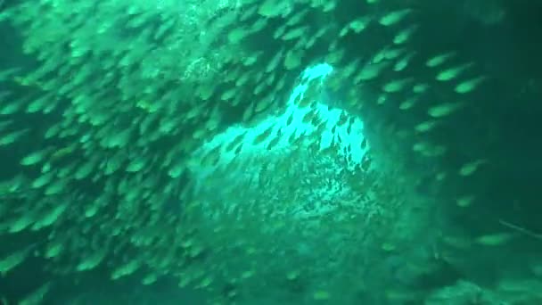 Korall liv dykning Moçambique Sydafrika undervattens Video — Stockvideo