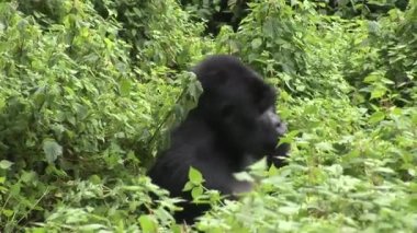 Vahşi goril Ruanda tropikal orman 