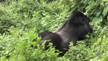 Vahşi goril Ruanda tropikal orman 