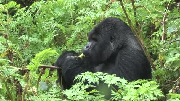 Wild Gorilla Rwanda tropisch woud — Stockvideo