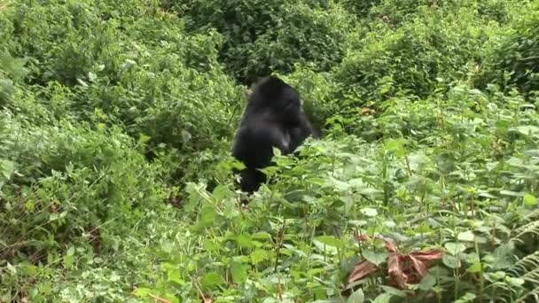 Gorille sauvage Rwanda Forêt tropicale  