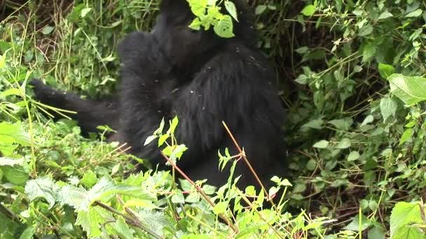 Bosque tropical salvaje gorila Ruanda — Vídeos de Stock