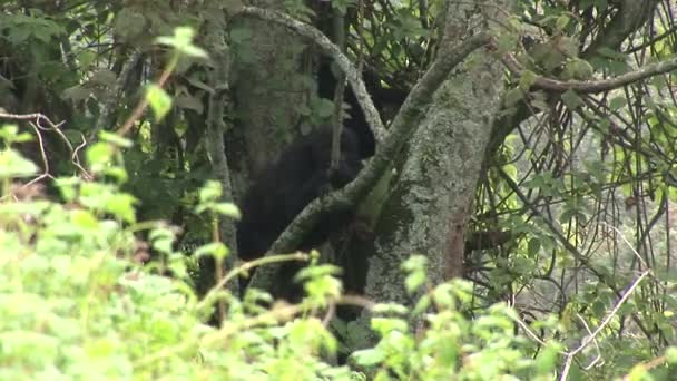 Gorila selvagem Ruanda Floresta tropical — Vídeo de Stock