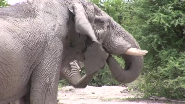 Wild Elephant (Elephantidae) in African Botswana savannah — Stock Video