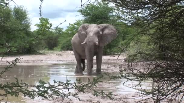 アフリカの野生の象(象の大)ボツワナサバンナ — ストック動画