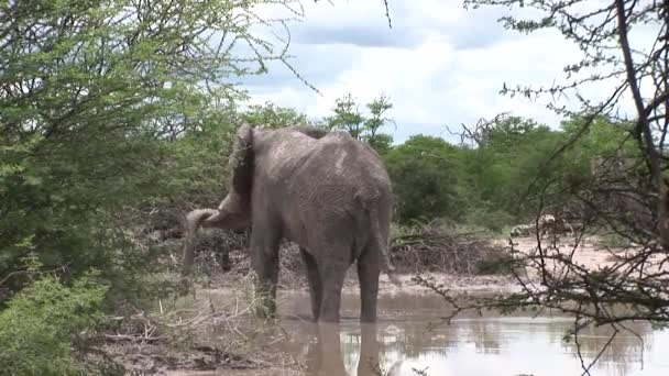 Elefante selvatico (Elephantidae) nella savana del Botswana africano — Video Stock