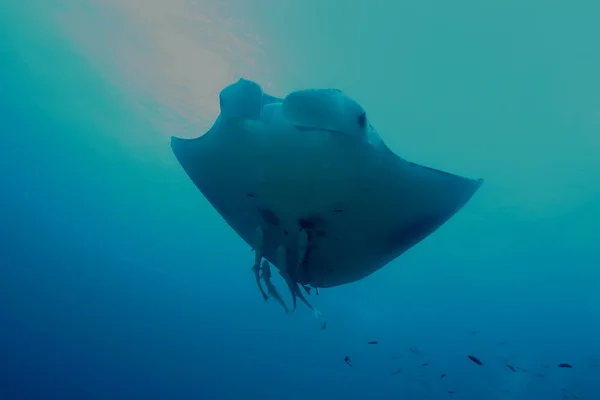 Manta Ray víz alatti búvárkodás fotó Maldív-szigetek-Indiai-óceán — Stock Fotó