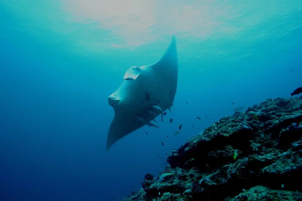 Manta Ray podmořské potápění fotografie Maledivy Indického oceánu — Stock fotografie