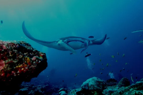 Manta Ray buceo submarino foto Maldivas Océano Índico — Foto de Stock