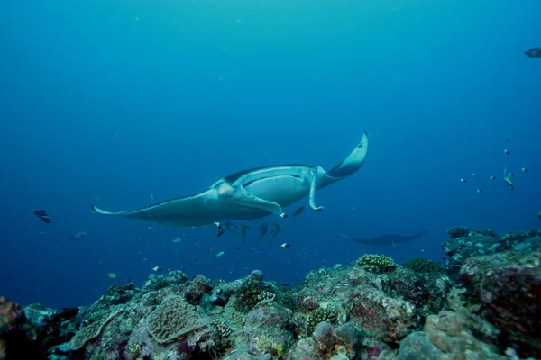 Manta Ray dykning undervattensfoto Maldiverna Indiska oceanen — Stockfoto