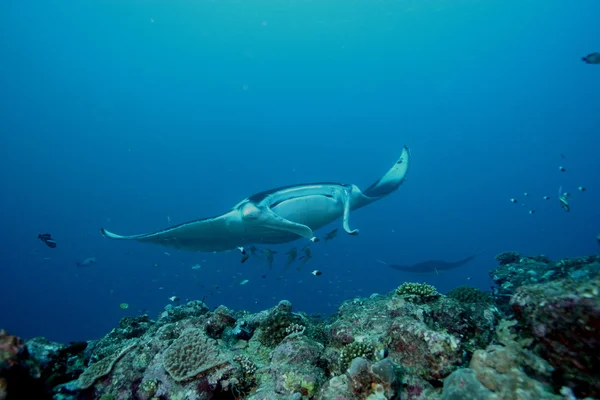 Manta Ray foto de mergulho subaquático Maldivas Oceano Índico — Fotografia de Stock