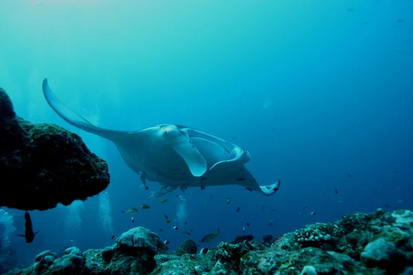 Manta Ray dykning undervattensfoto Maldiverna Indiska oceanen — Stockfoto