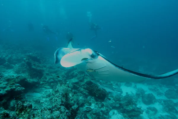 Manta Ray dykning undervattensfoto Maldiverna Indiska oceanen — Stockfoto