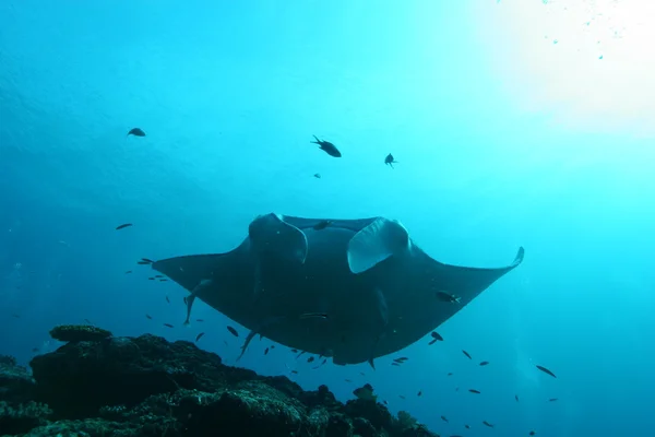 Manta Ray underwater diving photo Maldives Indian Ocean — Stock Photo, Image