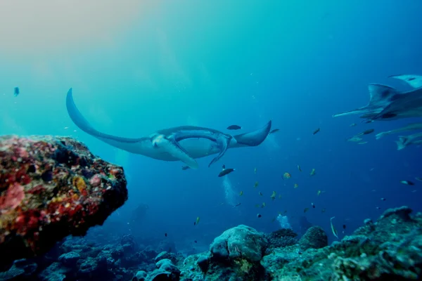 Manta Ray foto de mergulho subaquático Maldivas Oceano Índico — Fotografia de Stock