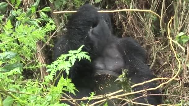Hutan tropis Gorilla Rwanda Liar — Stok Video