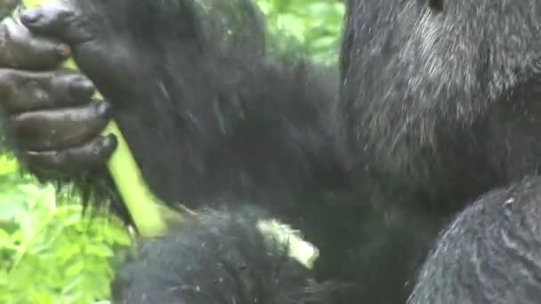 Gorila selvagem Ruanda Floresta tropical — Vídeo de Stock