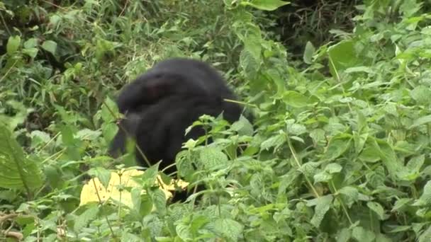 Vilda Gorilla Rwanda tropisk skog — Stockvideo