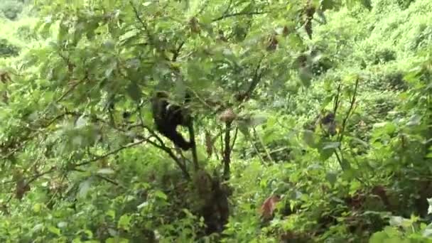 Bosque tropical salvaje gorila Ruanda — Vídeo de stock