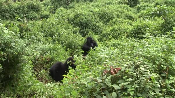 Wild Gorilla Rwanda tropisch woud — Stockvideo