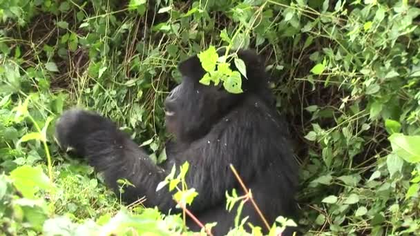 Wild Gorilla Rwanda tropisch woud — Stockvideo