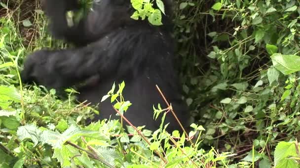 Gorilla Ruanda trópusi erdei — Stock videók