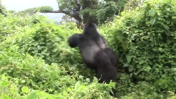 Vahşi goril Ruanda tropikal orman — Stok video