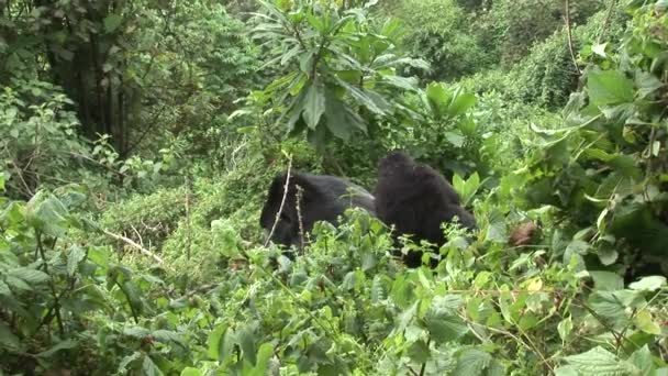 Vahşi goril Ruanda tropikal orman — Stok video