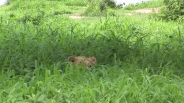 Aslan vahşi, tehlikeli memeli Afrika Savannah Kenya