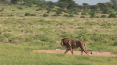 Aslan vahşi, tehlikeli memeli Afrika Savannah Kenya