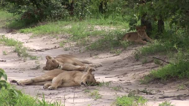 León salvaje peligroso mamífero África sabana Kenia — Vídeo de stock