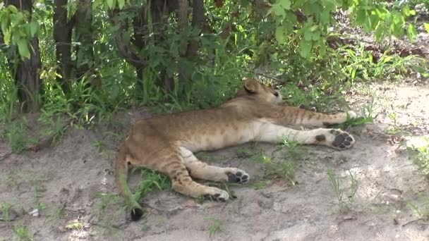 Leone selvatico mammifero pericoloso Africa savana Kenya — Video Stock