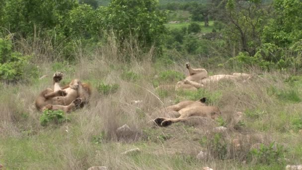 León salvaje peligroso mamífero África sabana Kenia — Vídeo de stock