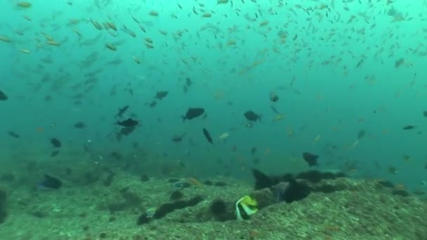 Vida coralina buceo Mozambique Sudáfrica Submarino Vídeo — Vídeos de Stock