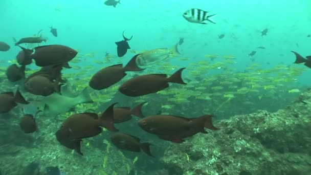 Vida coralina buceo Mozambique Sudáfrica Submarino Vídeo — Vídeos de Stock