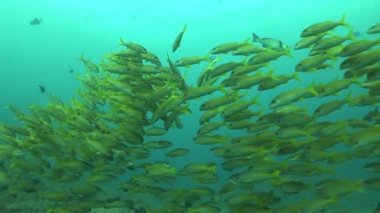 Mozambik Güney Afrika sualtı Video dalış mercan hayat