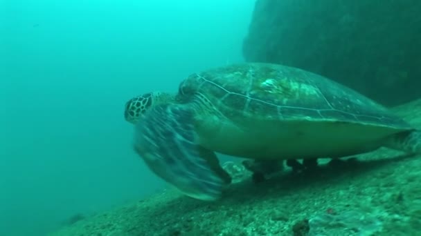 Vida coralina buceo Mozambique Sudáfrica Submarino Vídeo — Vídeos de Stock