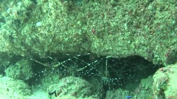 Подводное плавание Галапагосские острова Эквадор Южная Америка Видео — стоковое видео