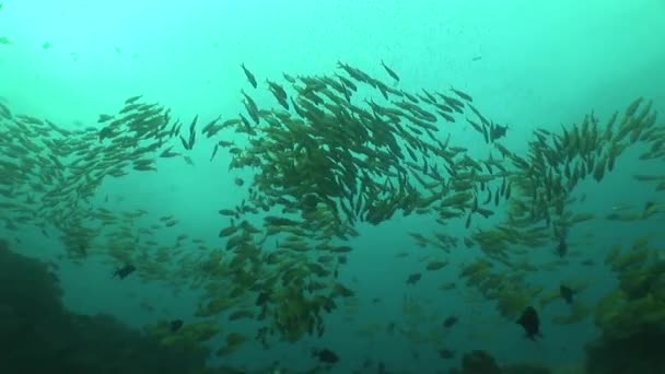 Buceo submarino Islas Galápagos Ecuador América del Sur Vídeo — Vídeo de stock