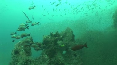 Galapagos Adaları Ekvator Güney Amerika Video dalış sualtı hayatı