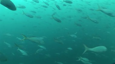 Galapagos Adaları Ekvator Güney Amerika Video dalış sualtı hayatı