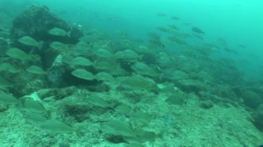 Galapagos Adaları Ekvator Güney Amerika Video dalış sualtı hayatı