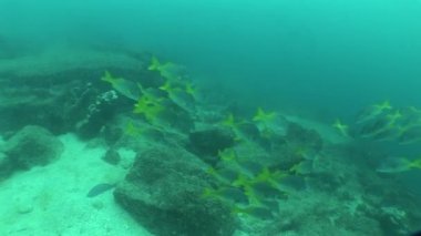 Galapagos Adaları Ekvator Güney Amerika Video dalış sualtı hayatı