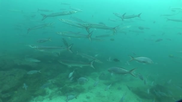 Undervattenslivet dykning Galapagosöarna Ecuador Sydamerika Video — Stockvideo